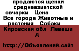 продаются щенки среднеазиатской овчарки › Цена ­ 30 000 - Все города Животные и растения » Собаки   . Кировская обл.,Леваши д.